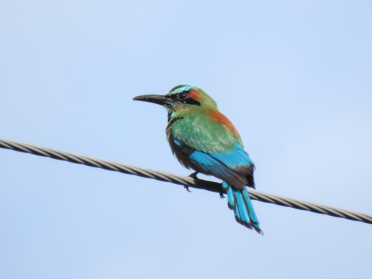 Turquoise-browed Motmot - ML621800494