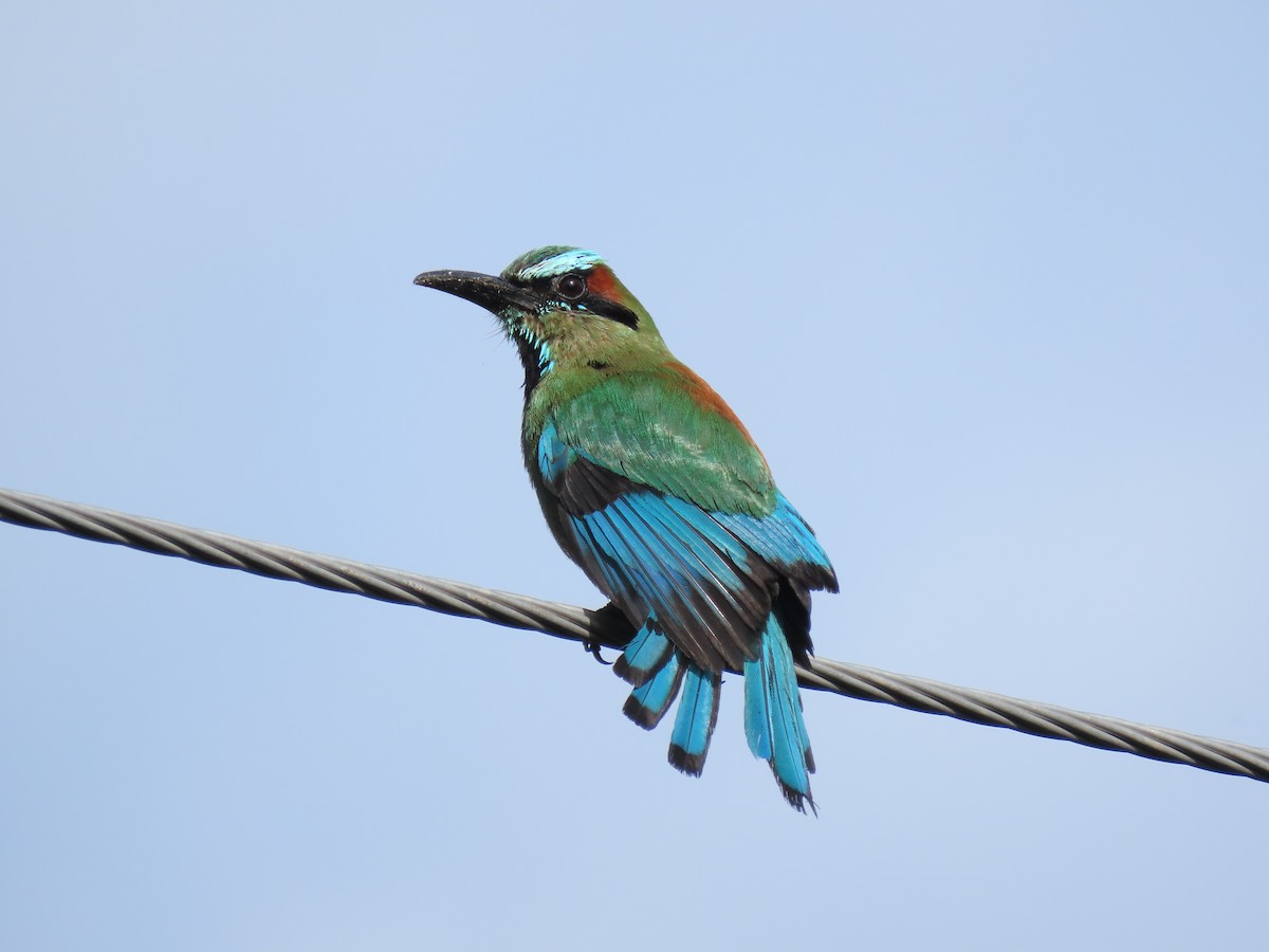 Turquoise-browed Motmot - ML621800495