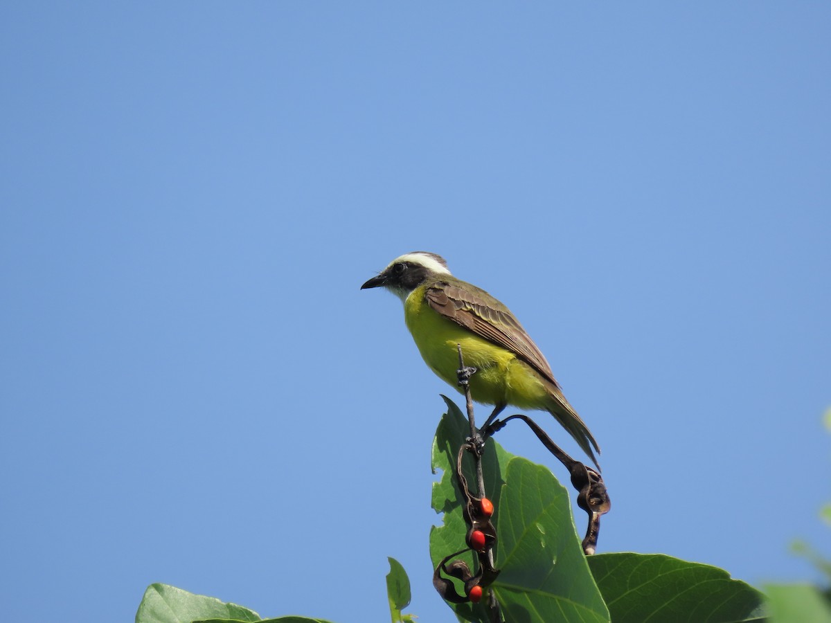 Social Flycatcher - ML621800497