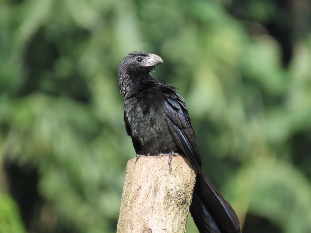 Groove-billed Ani - ML621800502