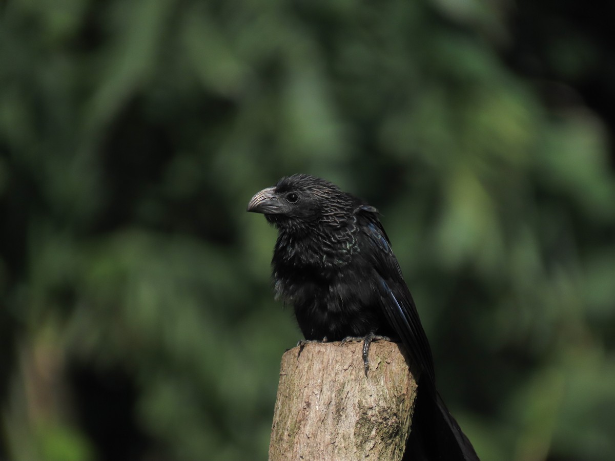 Groove-billed Ani - ML621800503