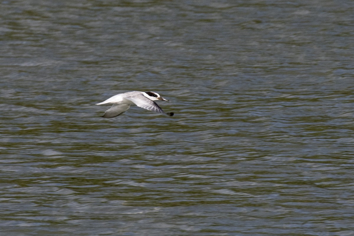 Little Tern - ML621800523