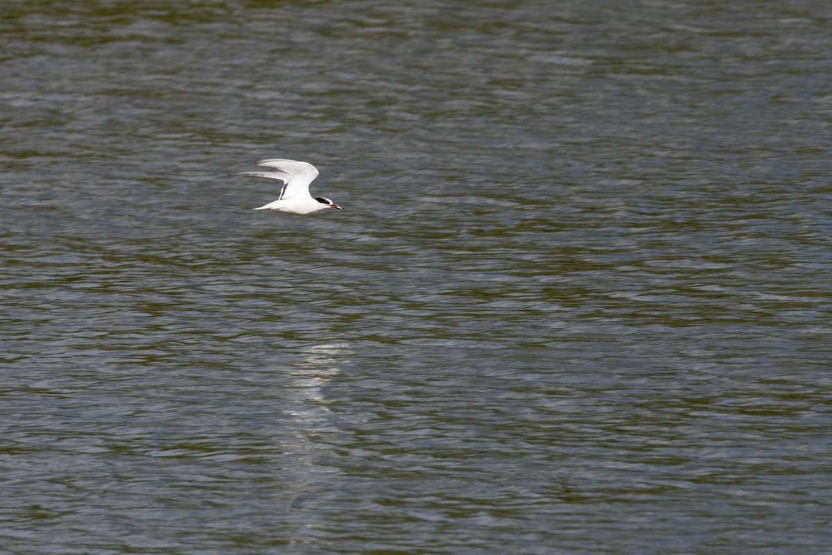 Little Tern - ML621800524