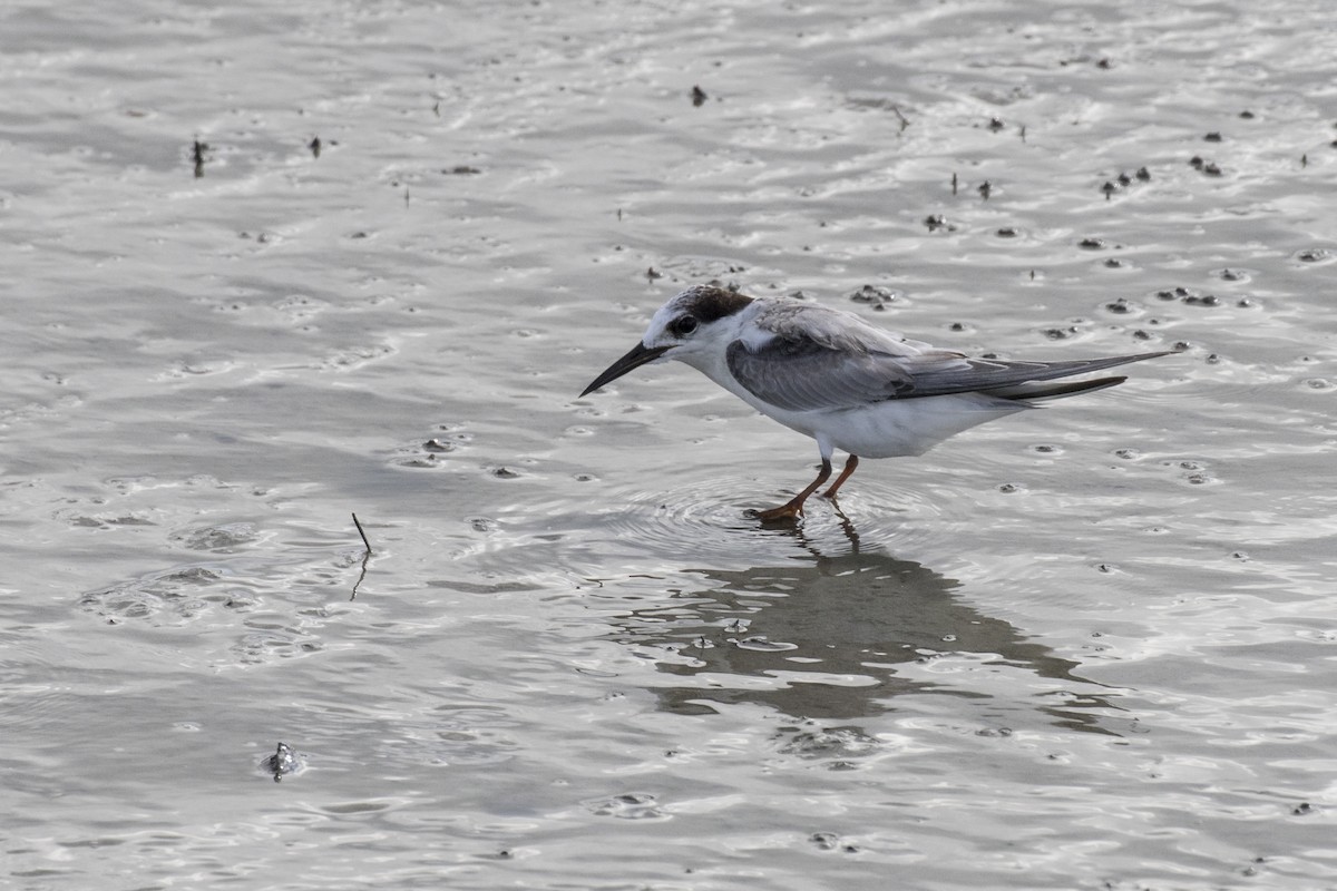 Little Tern - ML621800534