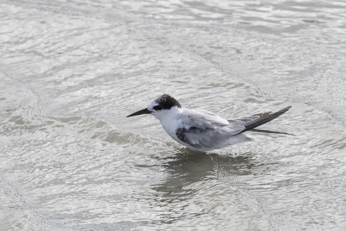 Little Tern - ML621800536