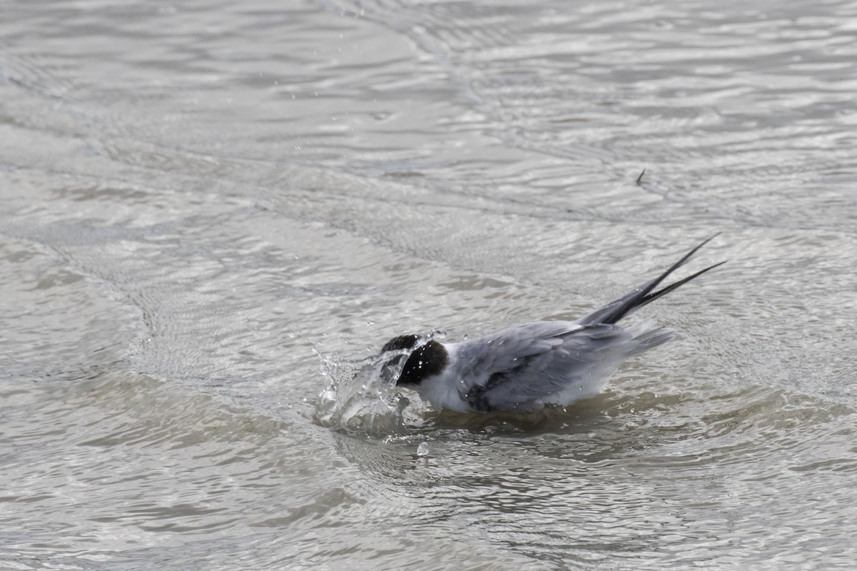 Little Tern - ML621800537