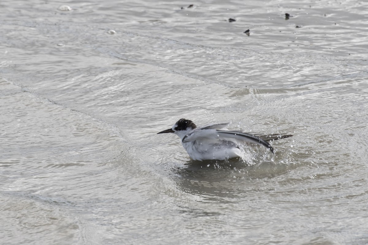 Little Tern - ML621800538