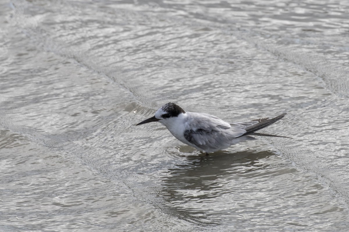 Little Tern - ML621800539