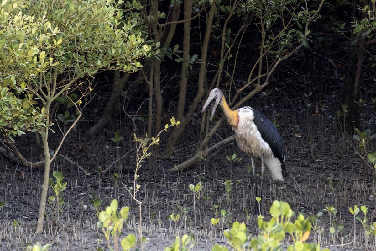 Lesser Adjutant - ML621800693