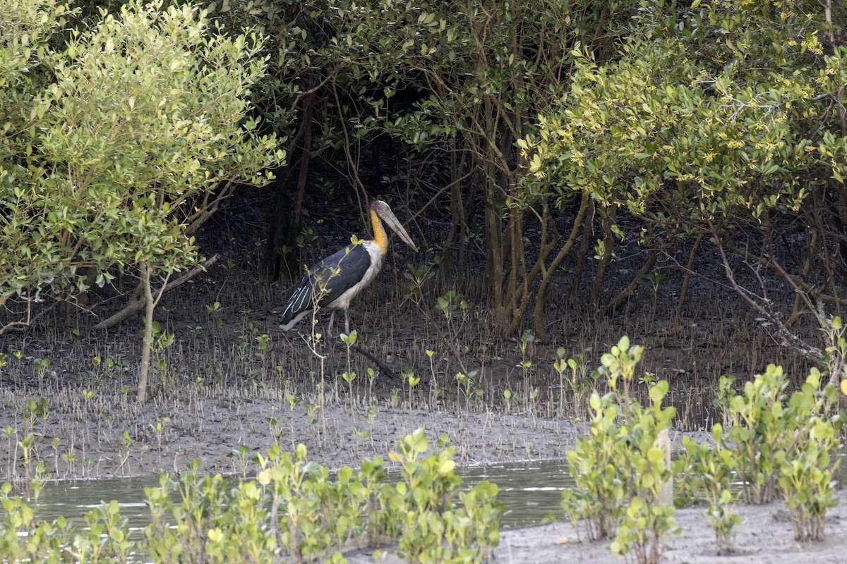 Lesser Adjutant - ML621800695