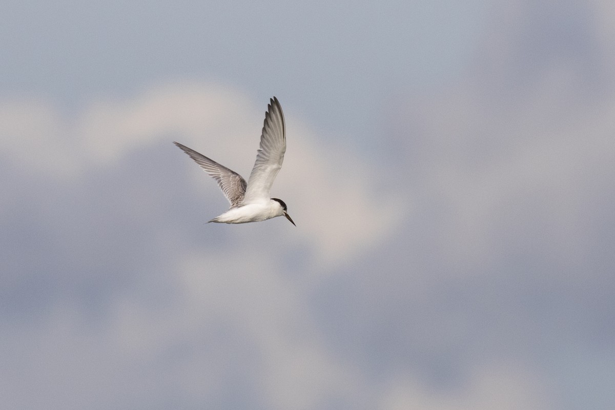 Little Tern - ML621800711