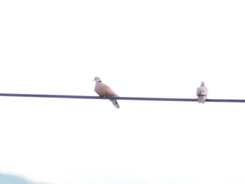 Red Collared-Dove - ML621800763