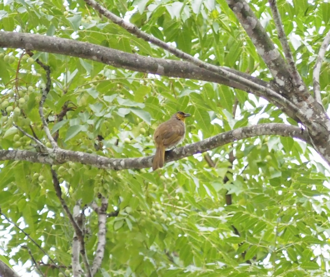 Stripe-throated Bulbul - ML621800779