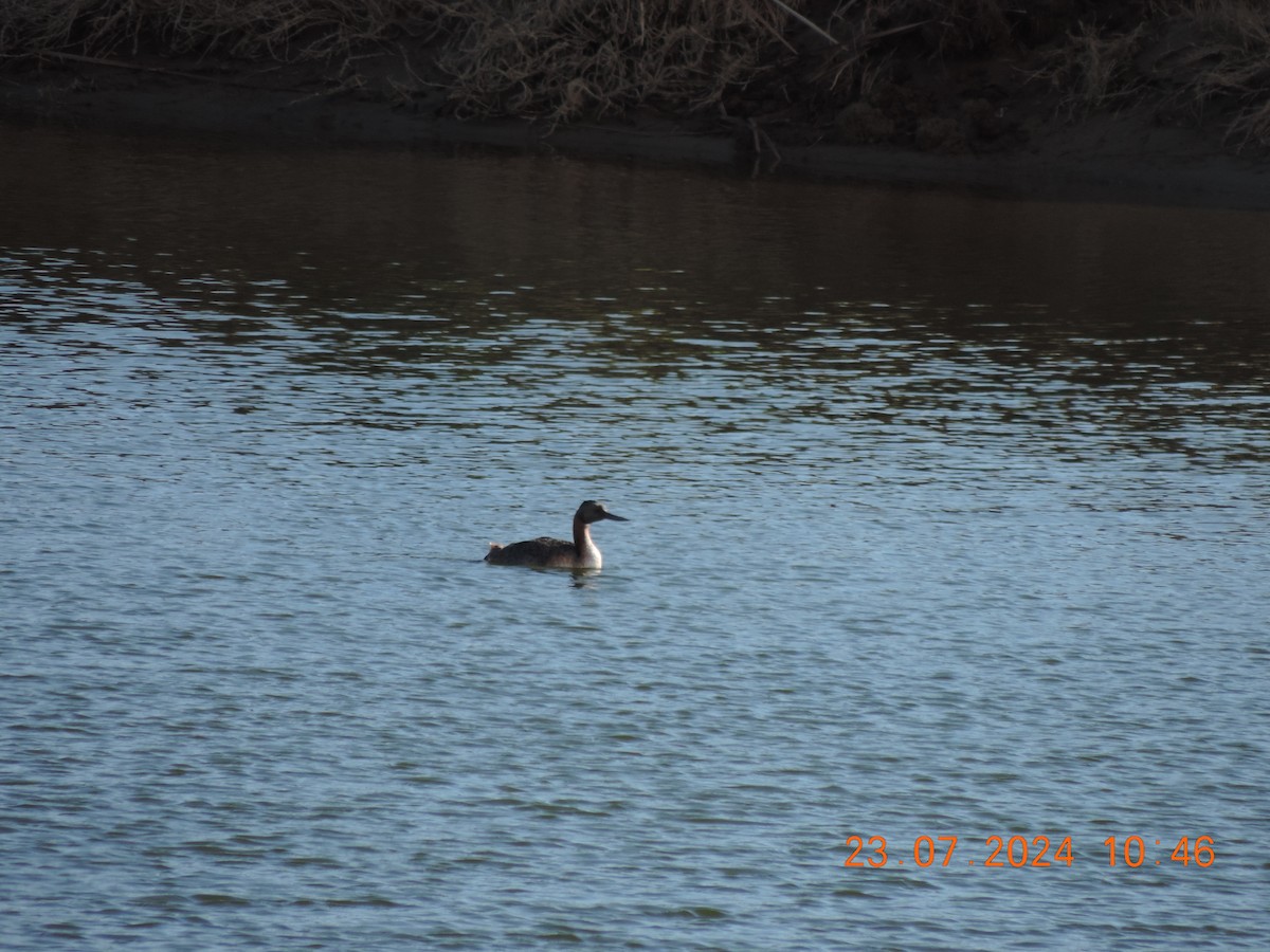 Great Grebe - ML621800780