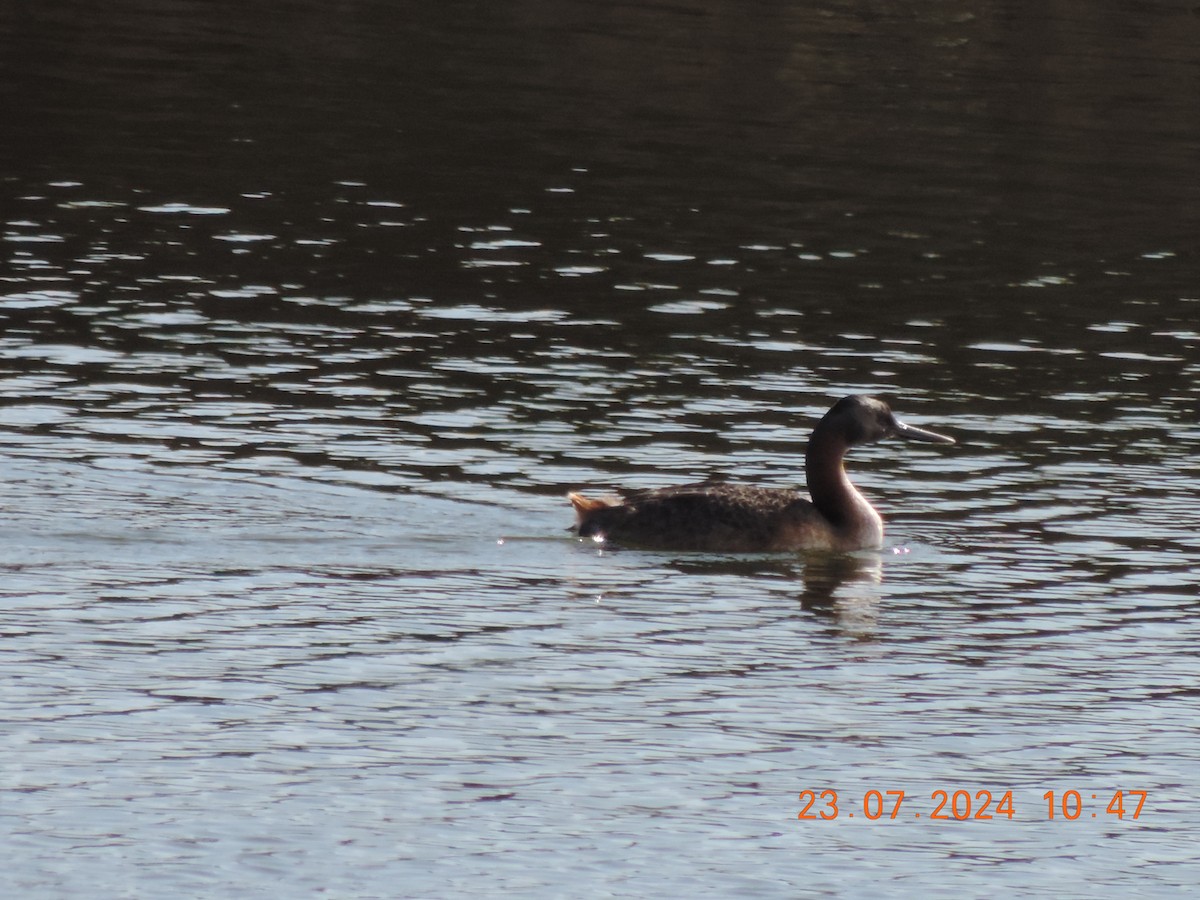 Great Grebe - ML621800784