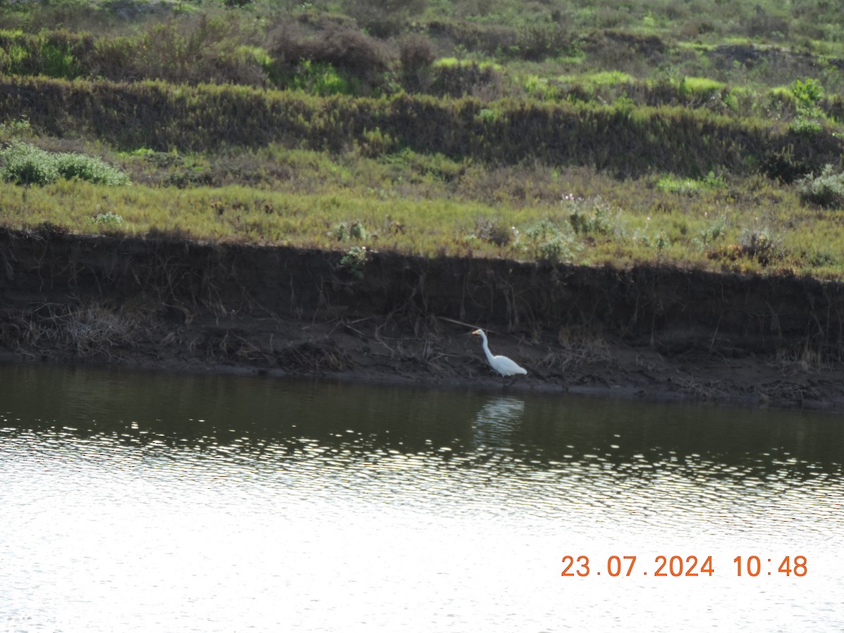 Great Egret - ML621800798