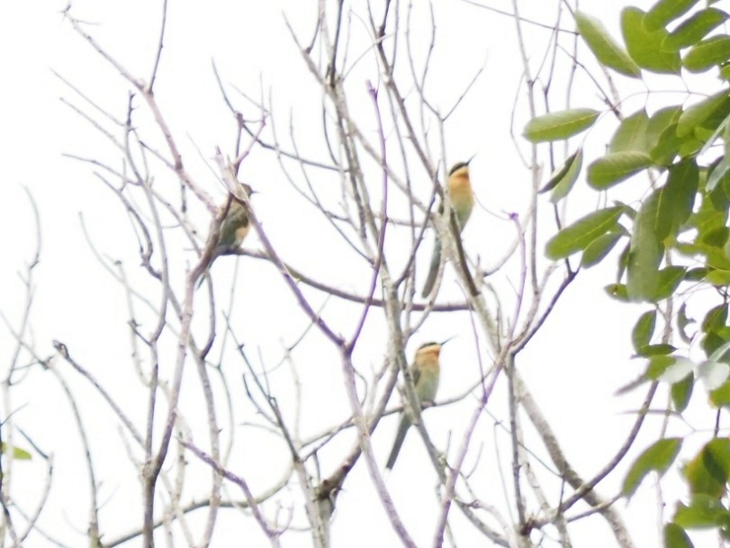 Blue-tailed Bee-eater - ML621800802