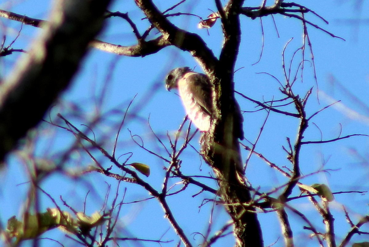 Crested Goshawk - ML621800825