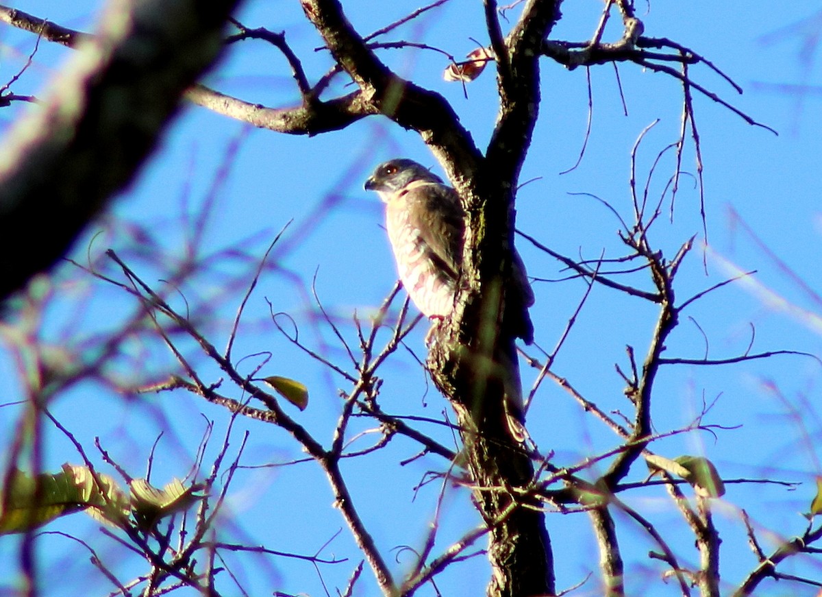 Crested Goshawk - ML621800826