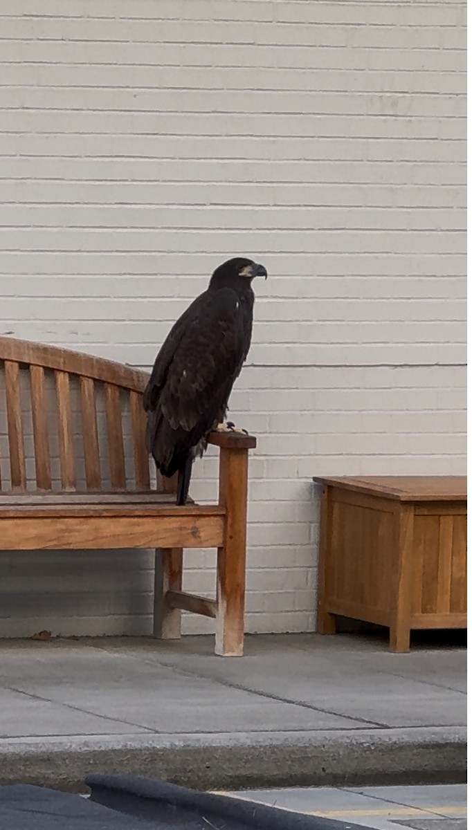 buse ou aigle sp. - ML621800848
