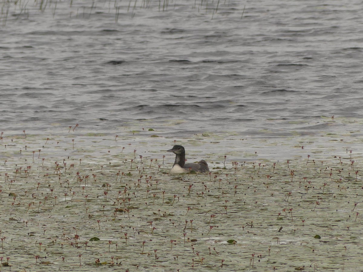 Common Loon - ML621800865