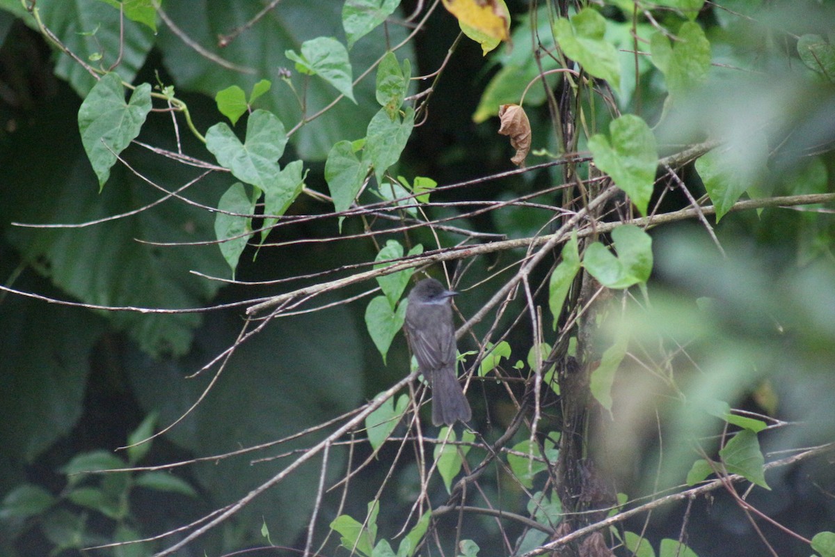 Grayish Mourner - ML621800870