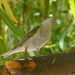 Tennessee Warbler - ML621800883