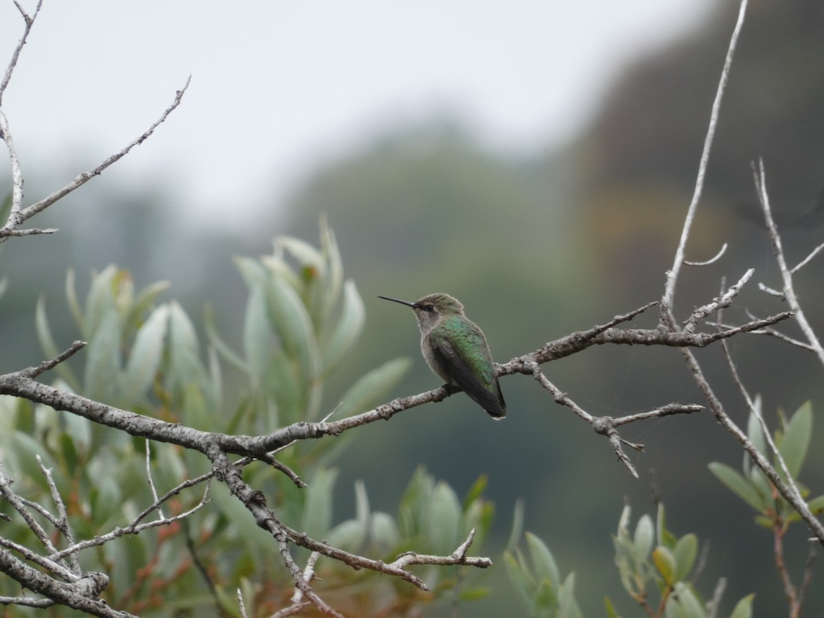 Anna's Hummingbird - ML621800896