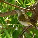 Tennessee Warbler - ML621800899