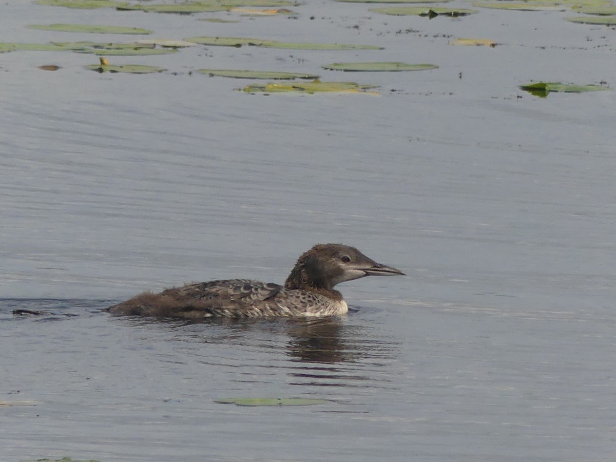 Common Loon - ML621800916