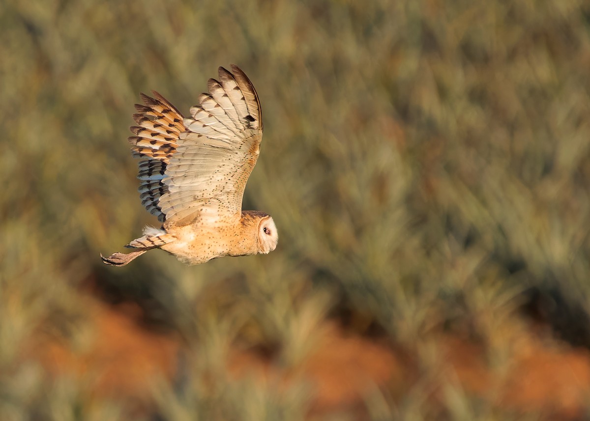 Australasian Grass-Owl - ML621800962