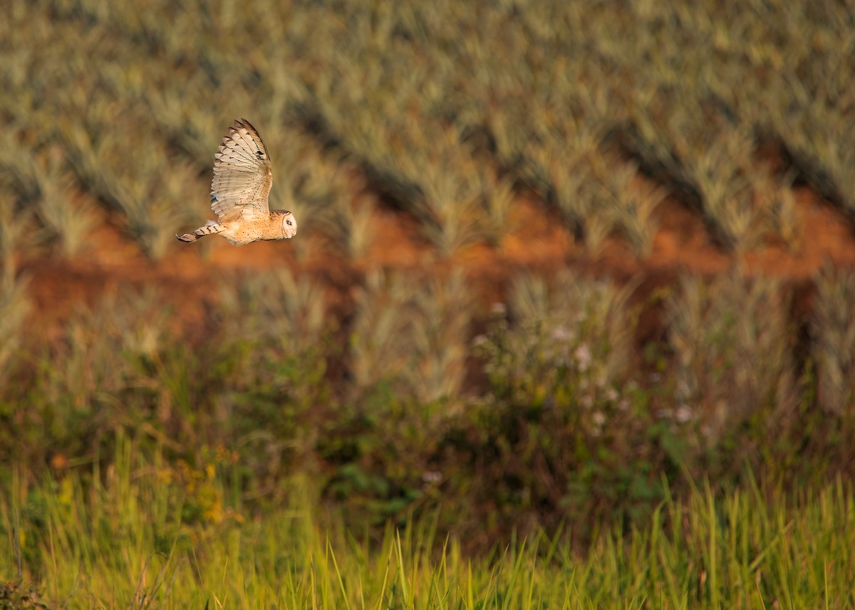 Australasian Grass-Owl - ML621800963