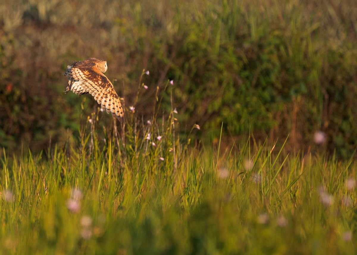 Australasian Grass-Owl - ML621800964