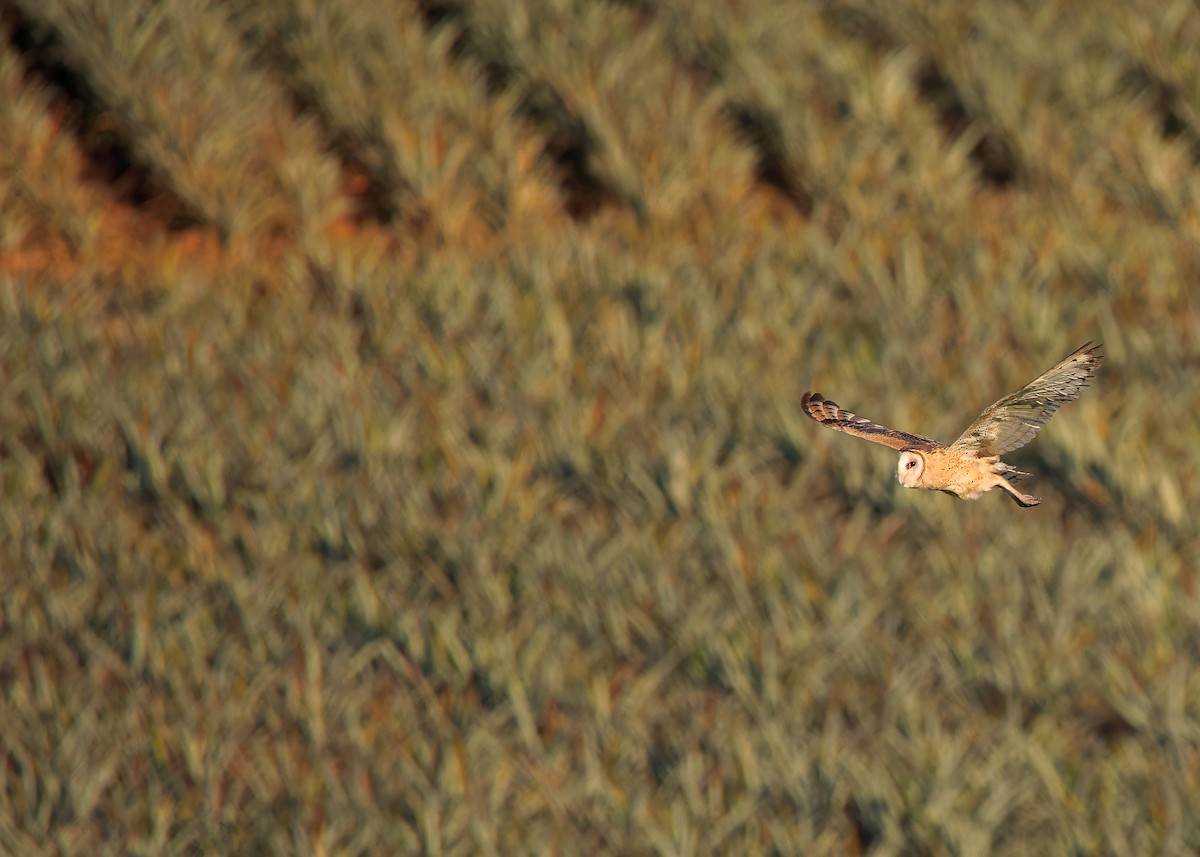 Australasian Grass-Owl - ML621800965