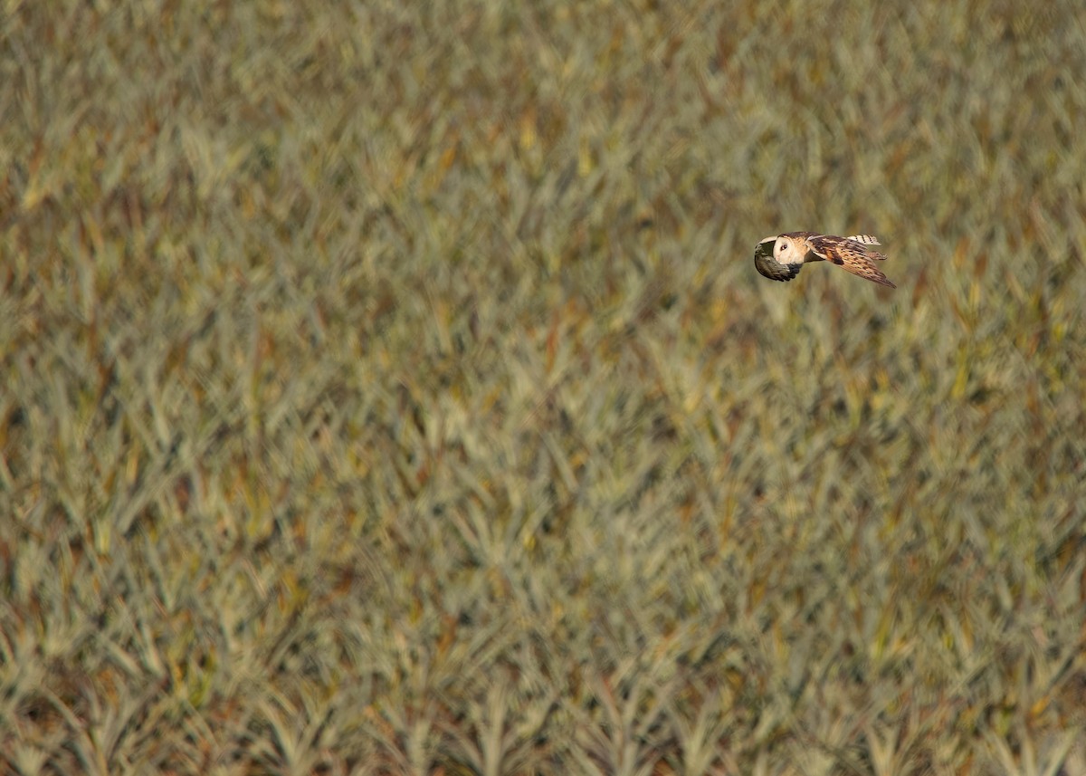 Australasian Grass-Owl - ML621800966