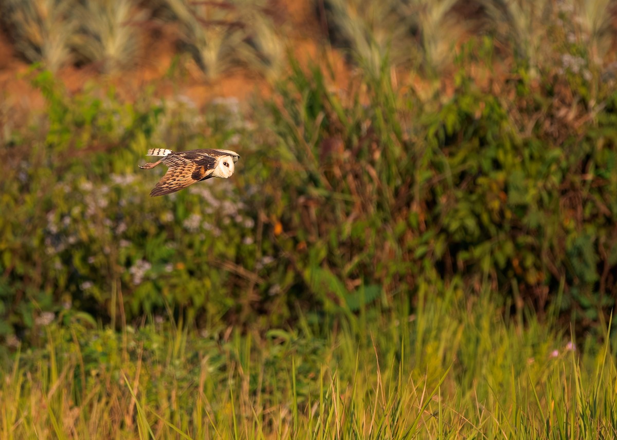 Australasian Grass-Owl - ML621800967