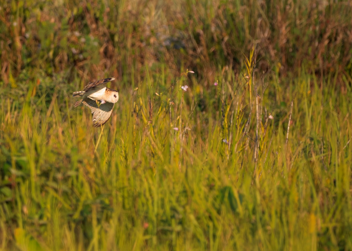 Australasian Grass-Owl - Ayuwat Jearwattanakanok