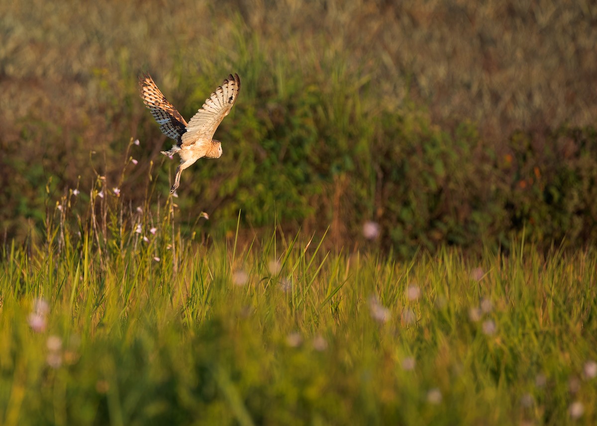 Australasian Grass-Owl - ML621800969