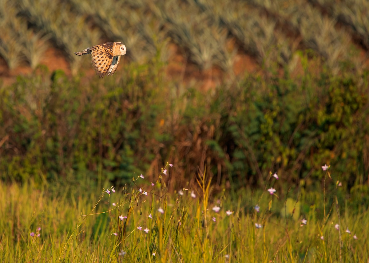 Australasian Grass-Owl - ML621800970