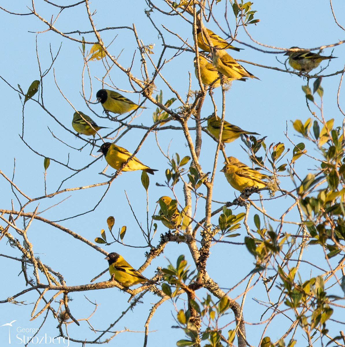 Hooded Siskin - ML621800983