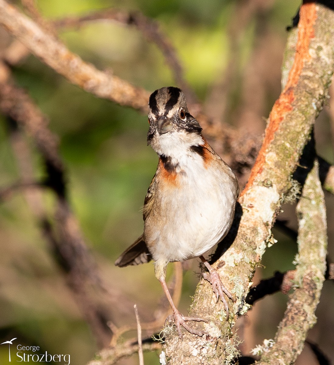 Rufous-collared Sparrow - ML621800986