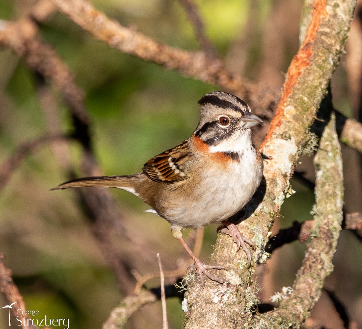 Rufous-collared Sparrow - ML621800987