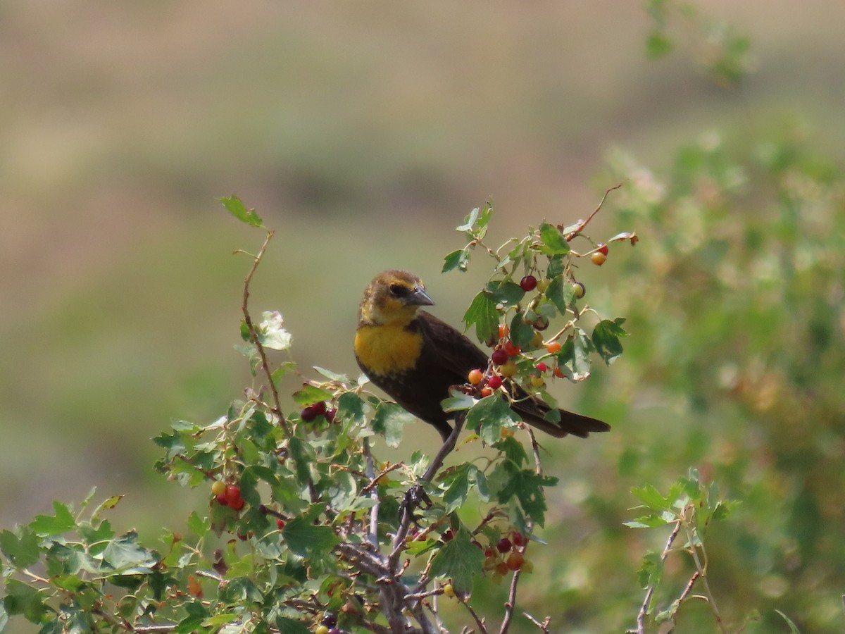 Yellow-headed Blackbird - ML621800991