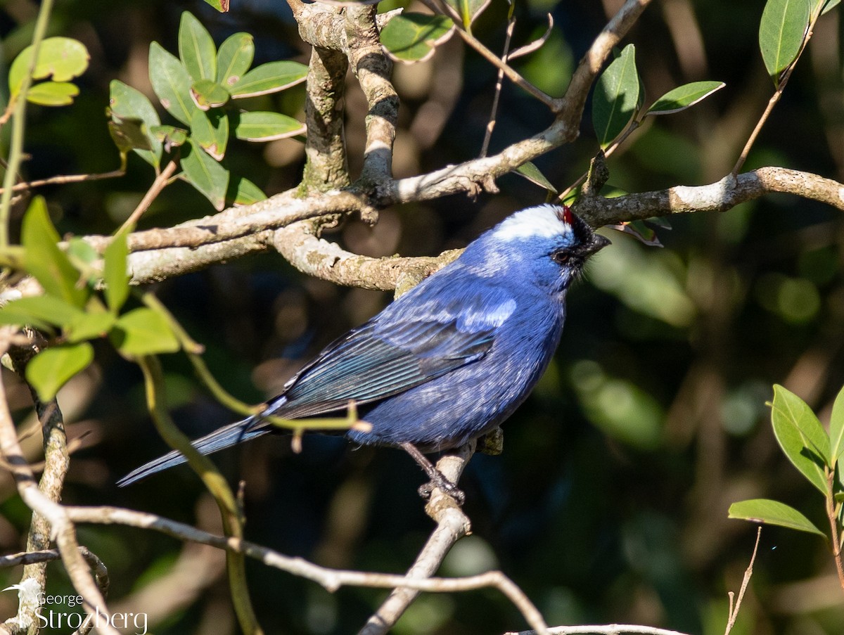 Diademed Tanager - ML621800992