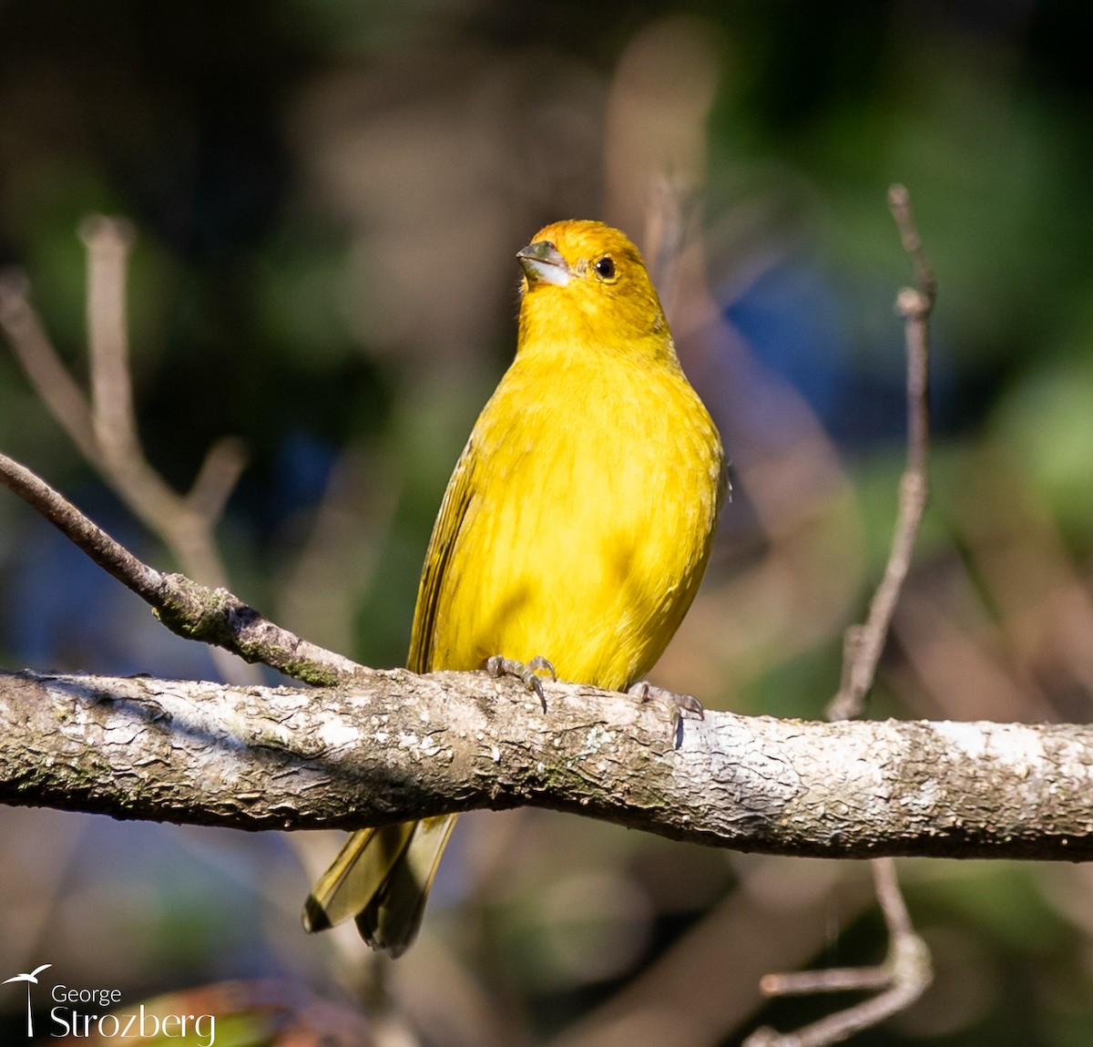 Saffron Finch - ML621800997