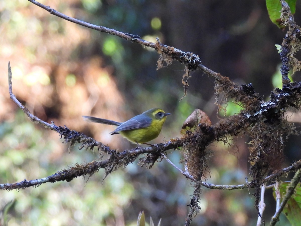 Yellow-bellied Fairy-Fantail - ML621801003