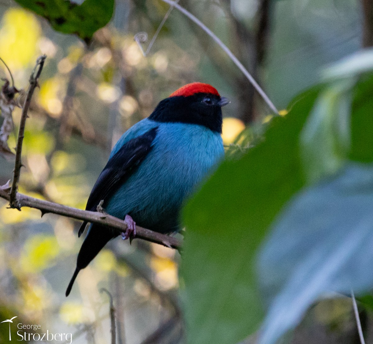 Swallow-tailed Manakin - ML621801008