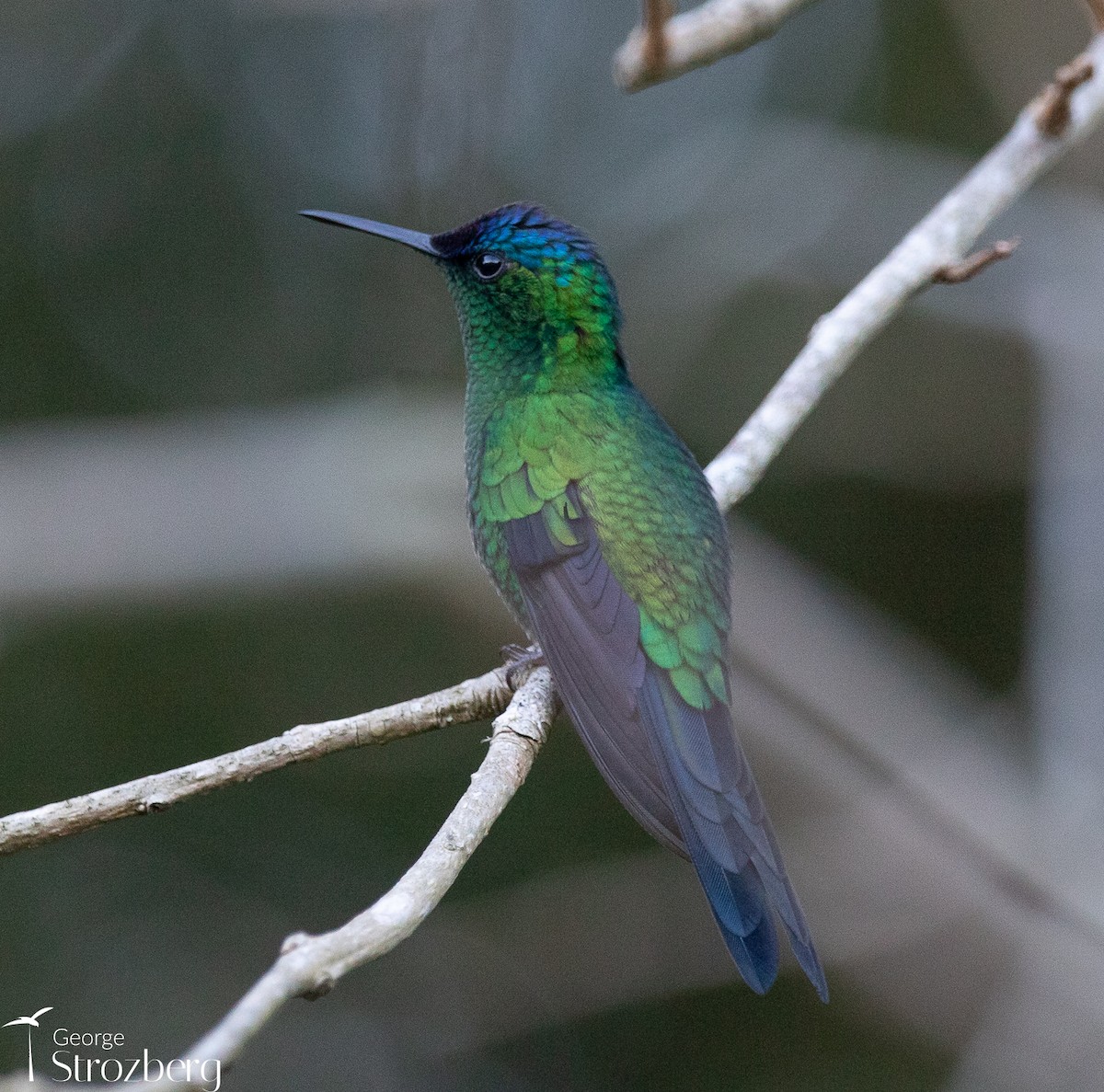 Violet-capped Woodnymph - ML621801027