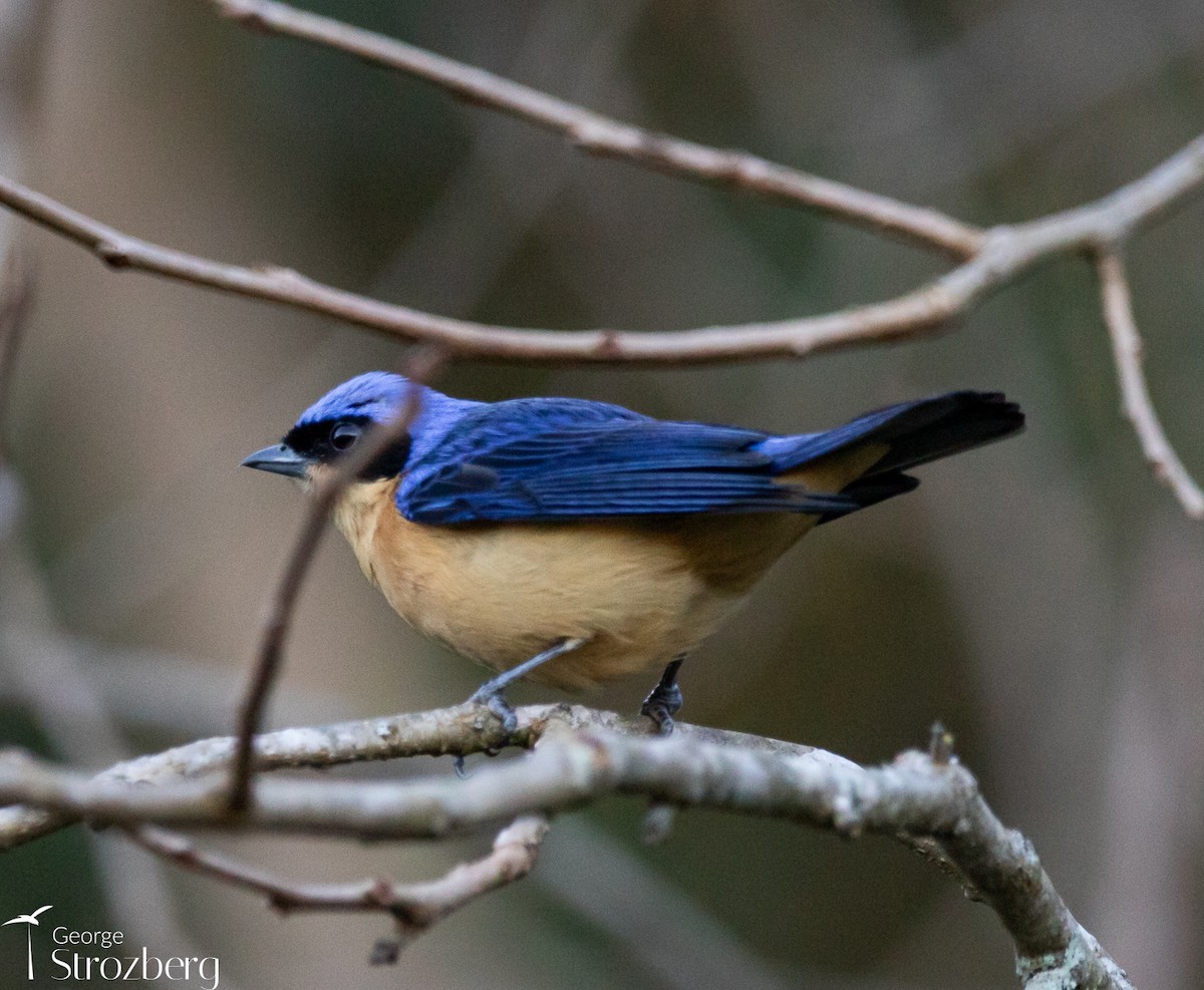 Fawn-breasted Tanager - ML621801044