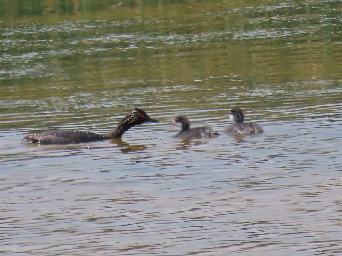 Eared Grebe - ML621801057